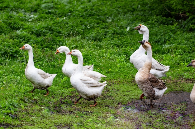 Geese in the grass. Domestic bird. Flock of geese. White geese.