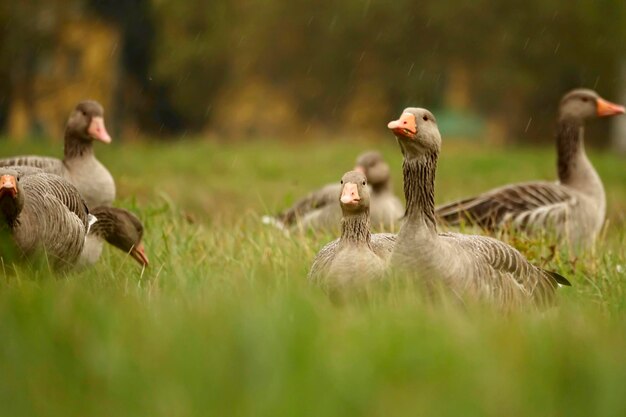 Photo geese on green field in rain