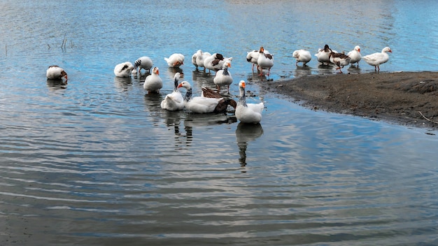 Geese on the lake