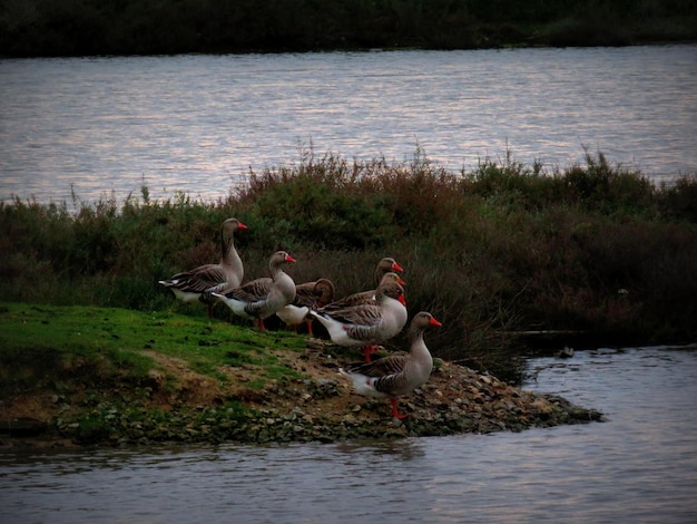 Photo geese at lakeshore