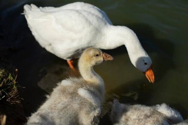 Photo geese in nature water birds poultry farm details life in countryside geese on shore