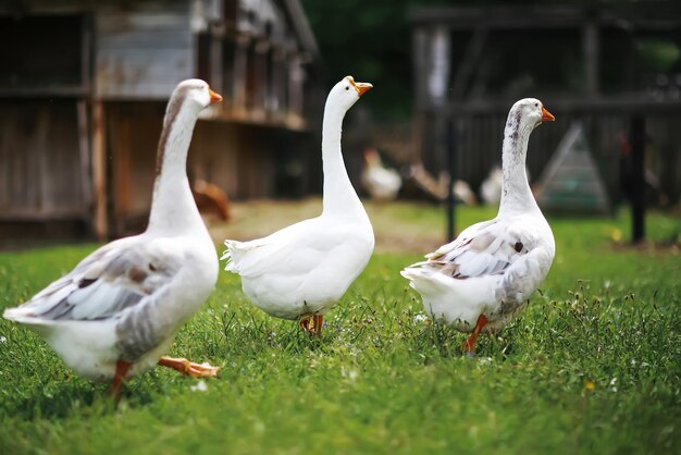 Geese and sheep on a farm