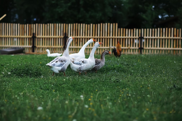 Geese and sheep on a farm