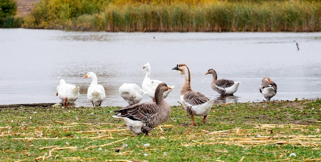 Geese on the shore river near the water_