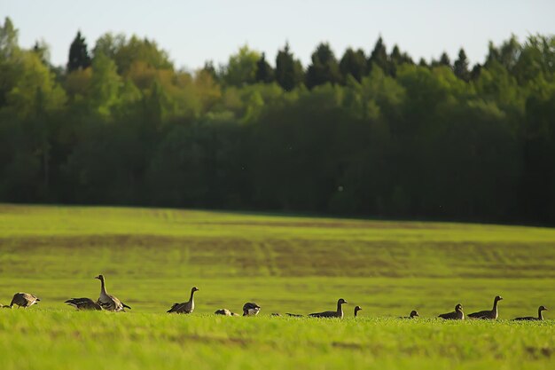 フィールドのガチョウの春の渡り鳥、春の風景の背景