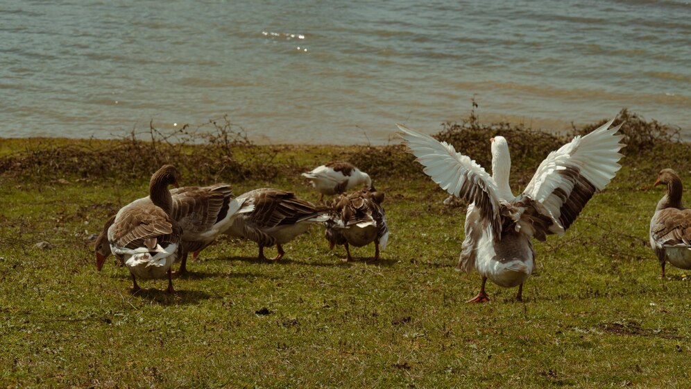 Premium Photo | Geese standing in a group by the lake. the white goose ...