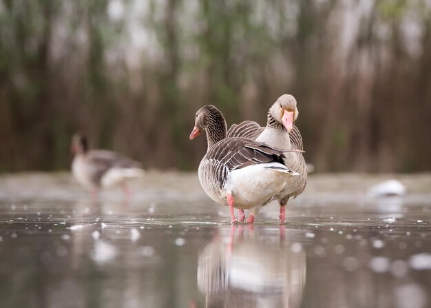 Foto ocasse in piedi nel lago