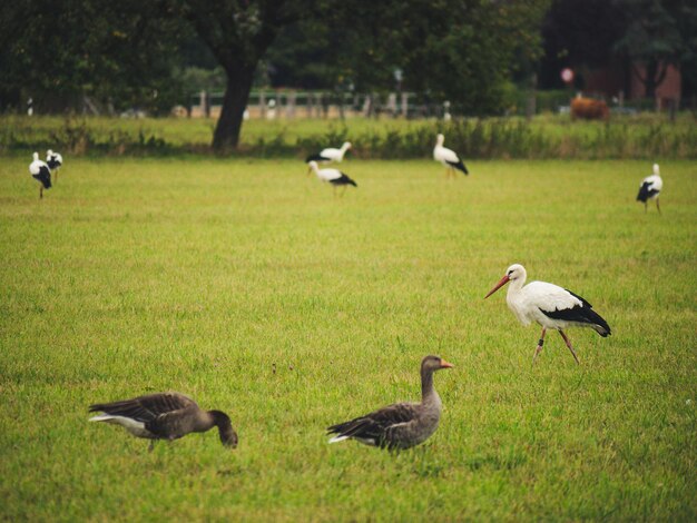 Photo geese and storks on grassy field