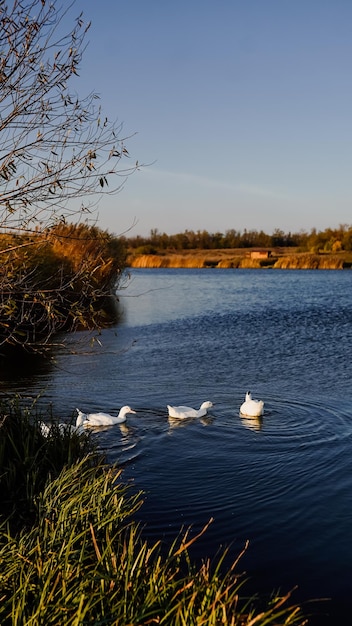 Geese and swans on the lake, river or bay. Wildlife. Birds swim in the water.