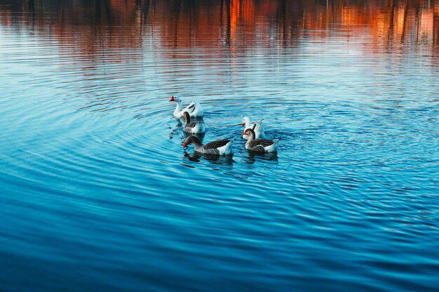 Geese swim in the lake against the backdrop of an autumn landscape