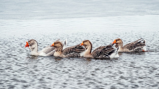 Geese swim on the river in winter