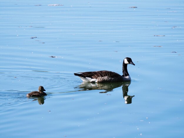 Geese swimming in lake