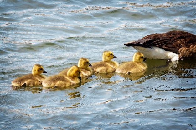 Geese swimming in lake