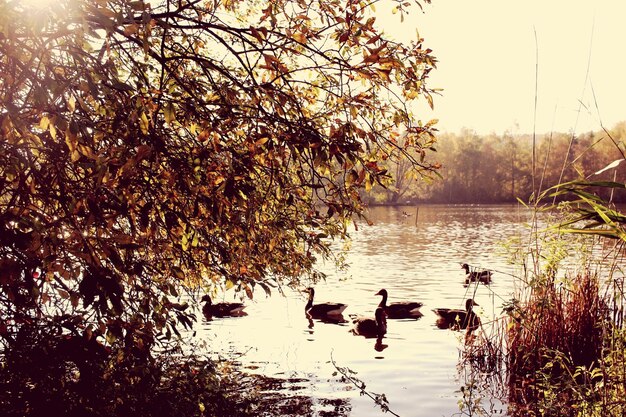 Photo geese swimming on lake