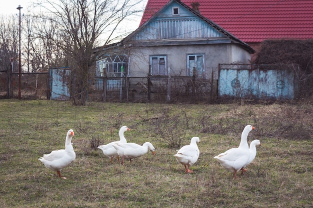 Geese walk near the house. Rural landscape.