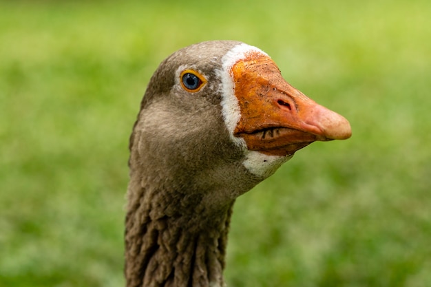 写真 晴れた日に芝生を横切って歩くガチョウ。