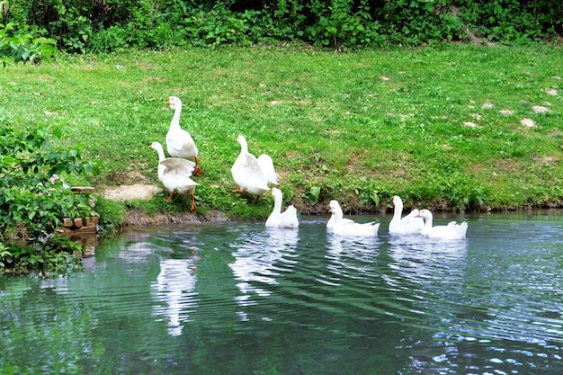 Geese on water