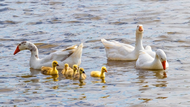 Гуси с маленькими желтыми гусятами на реке