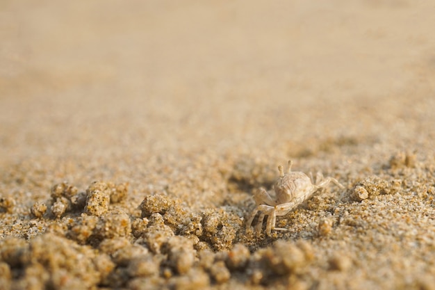 Geestkrab op zandstrand