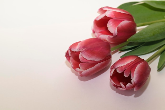 Gefeliciteerd achtergrond met roze tulpen