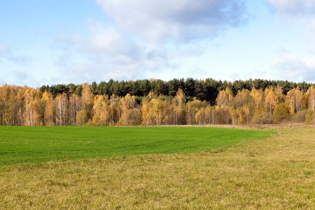 Gefotografeerd dicht omhooggaand bos in de herfstseizoen dichtbij het landbouwgebied.