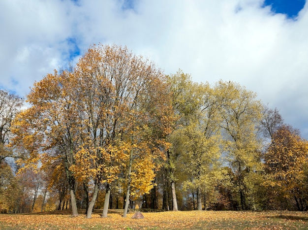 Gefotografeerde bomen en gebladerte in de herfst, de locatie een park,