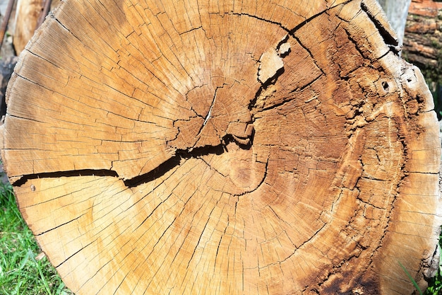 Gefotografeerde close-up van een gele stam van een omgevallen boom die op de grond ligt