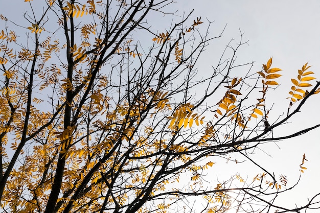 Gefotografeerde close-up van een klein aantal vergeelde bladeren van de bomen in het herfstseizoen