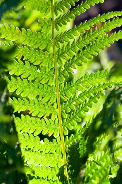 Gefotografeerde close-up van groene varenbladeren, een kleine scherptediepte. Tegenlicht van de achterliggende zon