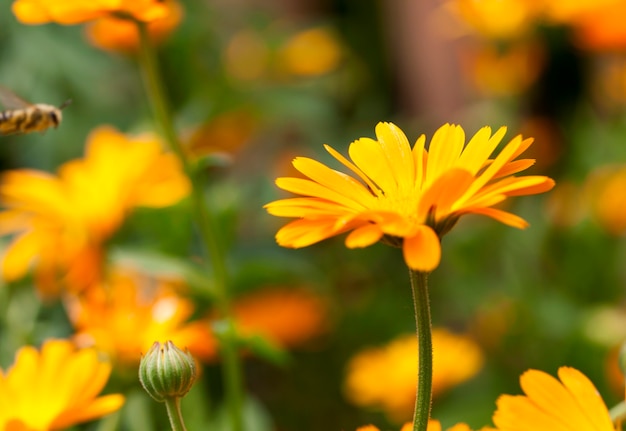 Gefotografeerde close-up van oranje calendulabloemen, lentetijd