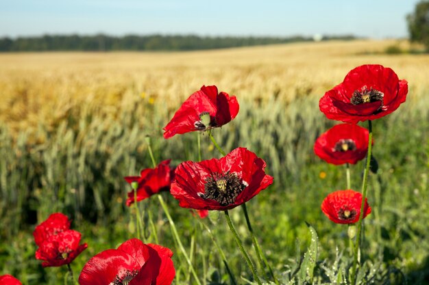 Gefotografeerde close-upbloemen van rode papavers in de zomergebied