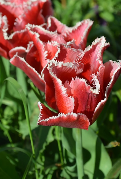 Gefranjerde rode tulp in de tuin Mooie tulpen met een franje