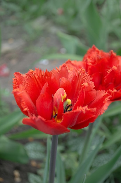 Gefranjerde tulpen Kastanjebruine bloei Gefranjerde rode tulp Kastanjebruin Close-up van rode gefranjerde tulp bloem Lente tuin bol Mooie bloemen groeien