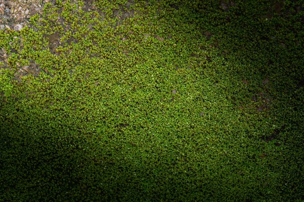 Gegroefde groene mos achtergrond in de natuur