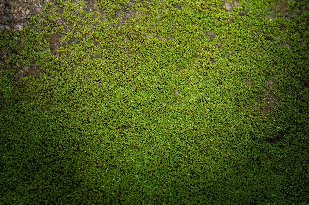 Gegroefde groene mosachtergrond in de natuur Close-up groene mostextuur