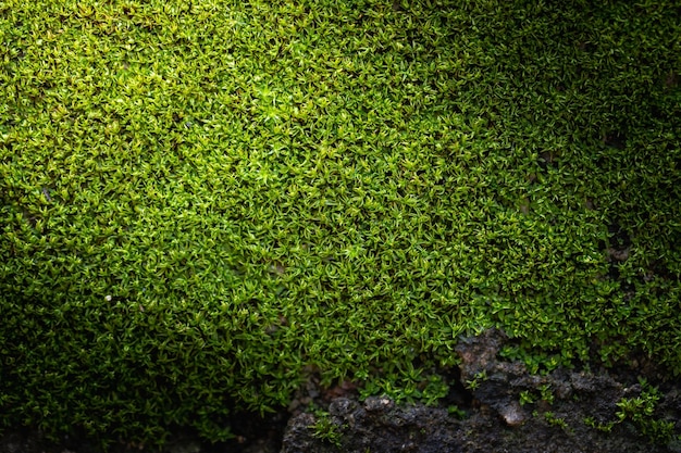 Gegroefde groene mosachtergrond in de natuur Close-up groene mostextuur