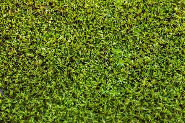 Gegroefde groene mosachtergrond in de natuur Close-up groene mostextuur