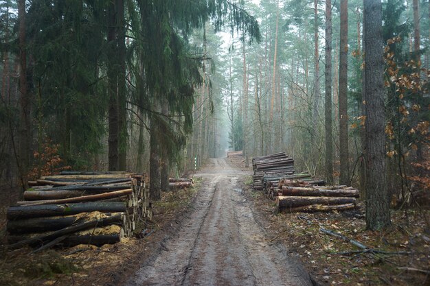 Gehakte bomen in mistig bos na logging.