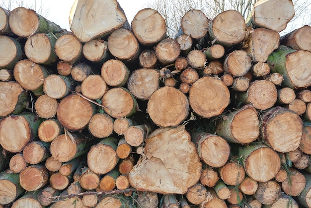 Gehakte boomstammen en stronken gestapeld in een stapel op een plantage Rustiek landschap met getextureerd brandhout in een houtzagerij Droog hout en gespleten hardhoutmateriaal verzamelen voor land- en bosbouw