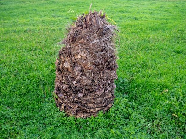 Gehakte palmboom Palmboom zonder bladeren Stump Botany Stadspark gazon