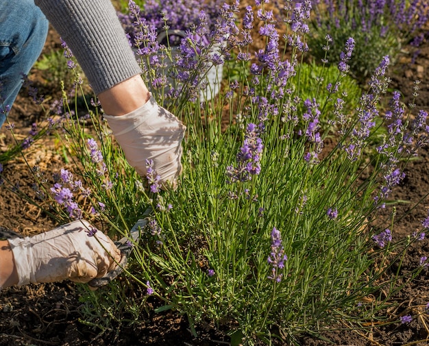 Gehandschoende tuinmanshanden knippen lavendelbloeiwijzen close-up met een schaar Verzorging en teelt van Franse lavendelplanten
