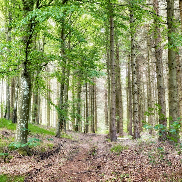 Geheim en mysterieus pad in een landschap dat leidt naar een magisch bos waar avontuur wacht rustig en schilderachtig landschap met een verborgen pad of pad omringd door weelderige bomen, struiken en gras