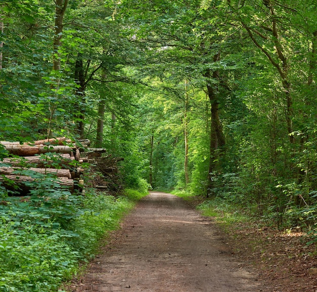 Geheime en magische onverharde weg of pad in een landschap dat leidt naar een mysterieus bos waar avontuur wacht rustig landschap met een verborgen pad omringd door bomen struiken struiken gazon en gras