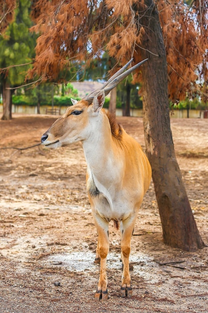 Gehoornde koedoe-antilope in de natuur die zich onder een boom bevindt.