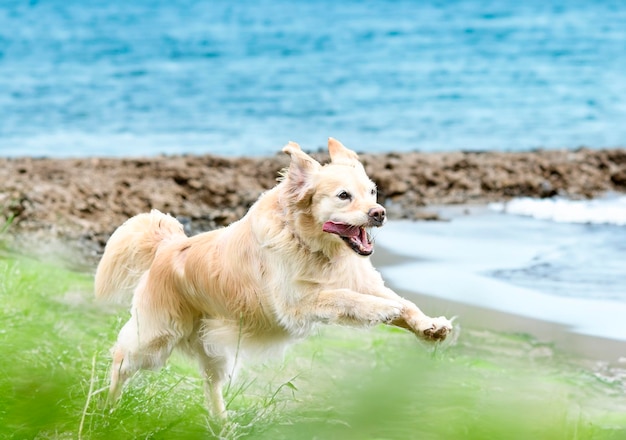 gehoorzaamheidstraining met een golden retriever