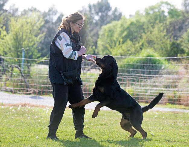 gehoorzaamheidstraining met een rottweiler