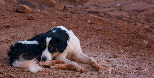 Foto gehoorzame hond op de boerderij