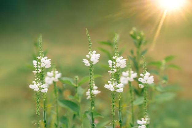 Gehoorzame plant Physostegia virginiana Alba gehoorzaamheid valse drakenkop