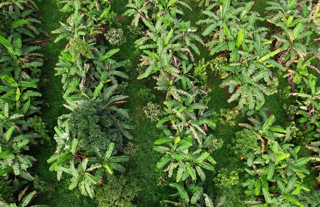 Geïntegreerde landbouw, landbouwsysteem waarin een boer verschillende landbouwpraktijken uitvoert met twee of meer planten tegelijk op hetzelfde veld.