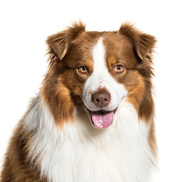 Geïsoleerd close-up van een hijgende Australische hond van de Herder ,.